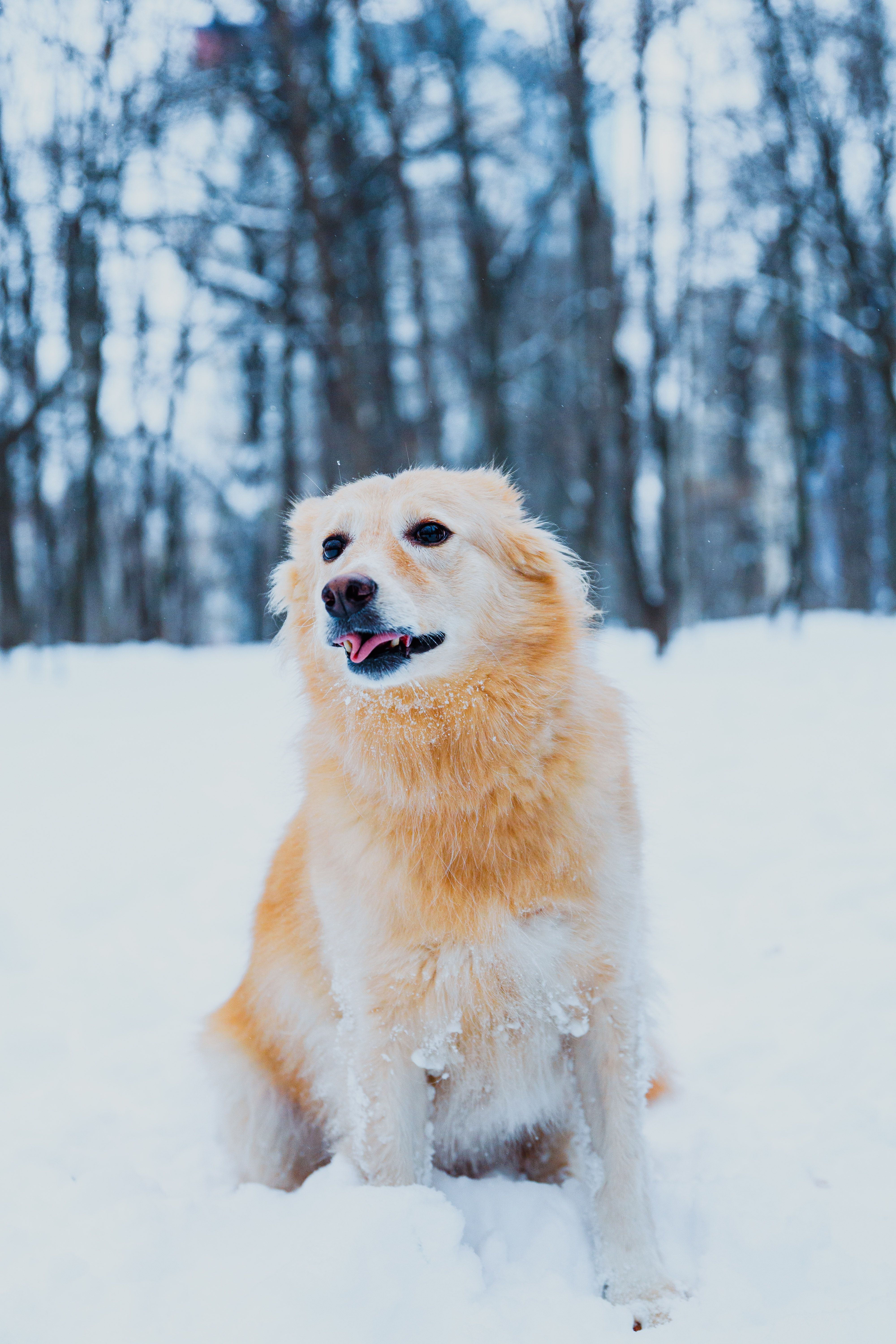 Golden Retriever Dog in Snowy Winter Forest · Free Stock Photo