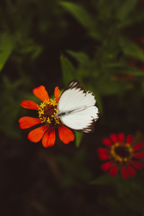 Free A striking white butterfly rests on a vibrant orange flower amidst lush greenery. Stock Photo