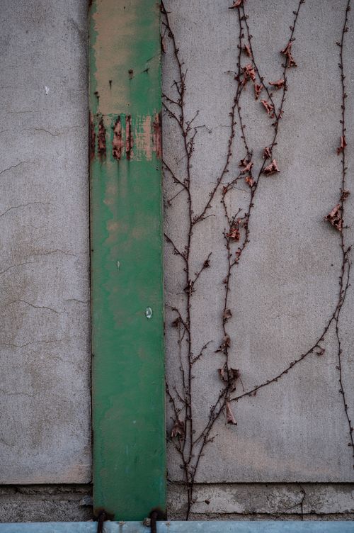 Free A close-up of a wall with a green metal beam and dried vines, showcasing urban decay. Stock Photo