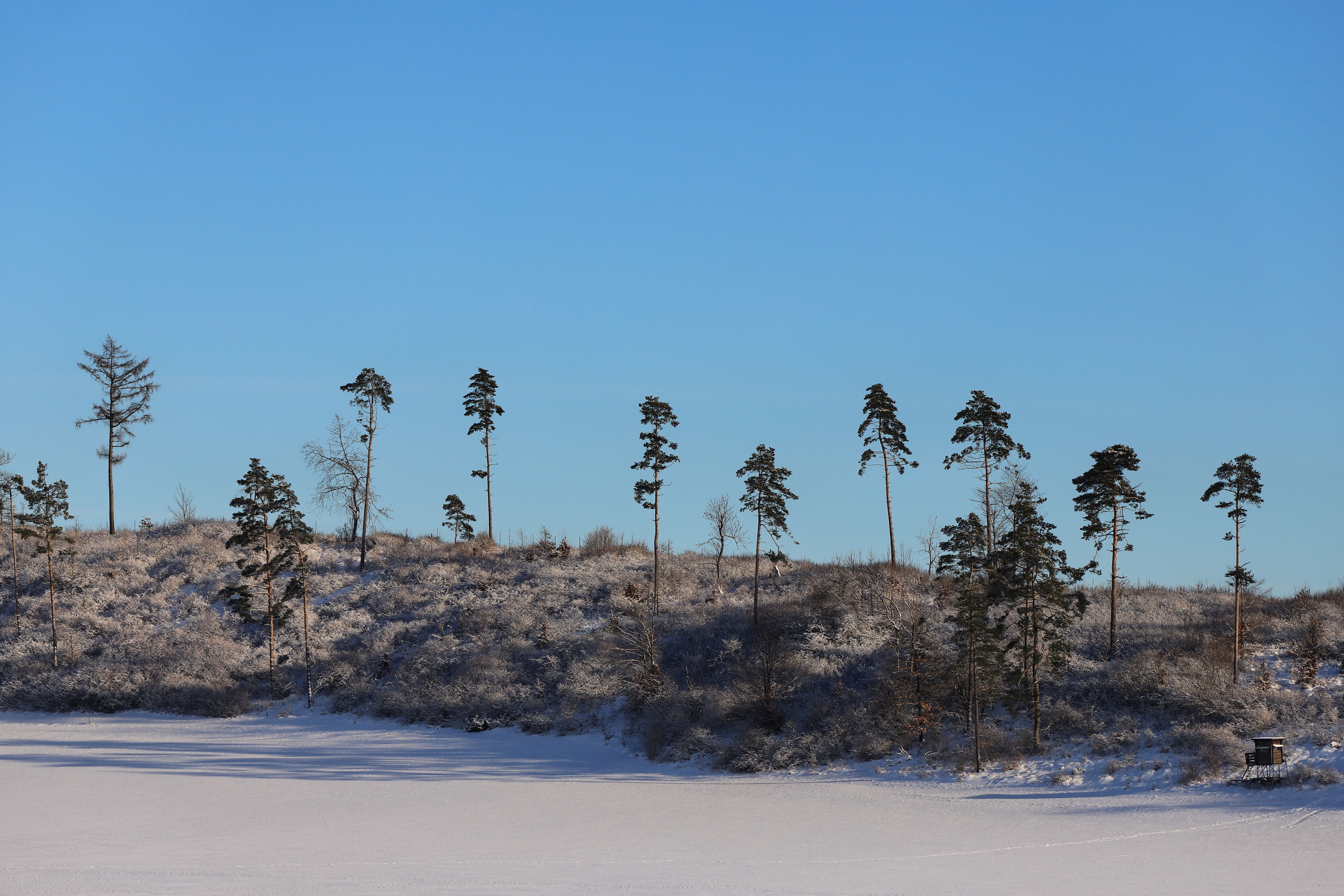 Serene Snow-Covered Landscape with Tall Trees · Free Stock Photo