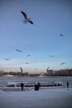 Seagulls flying over a snowy lakeside in Hamburg during winter, showcasing serene winter beauty.