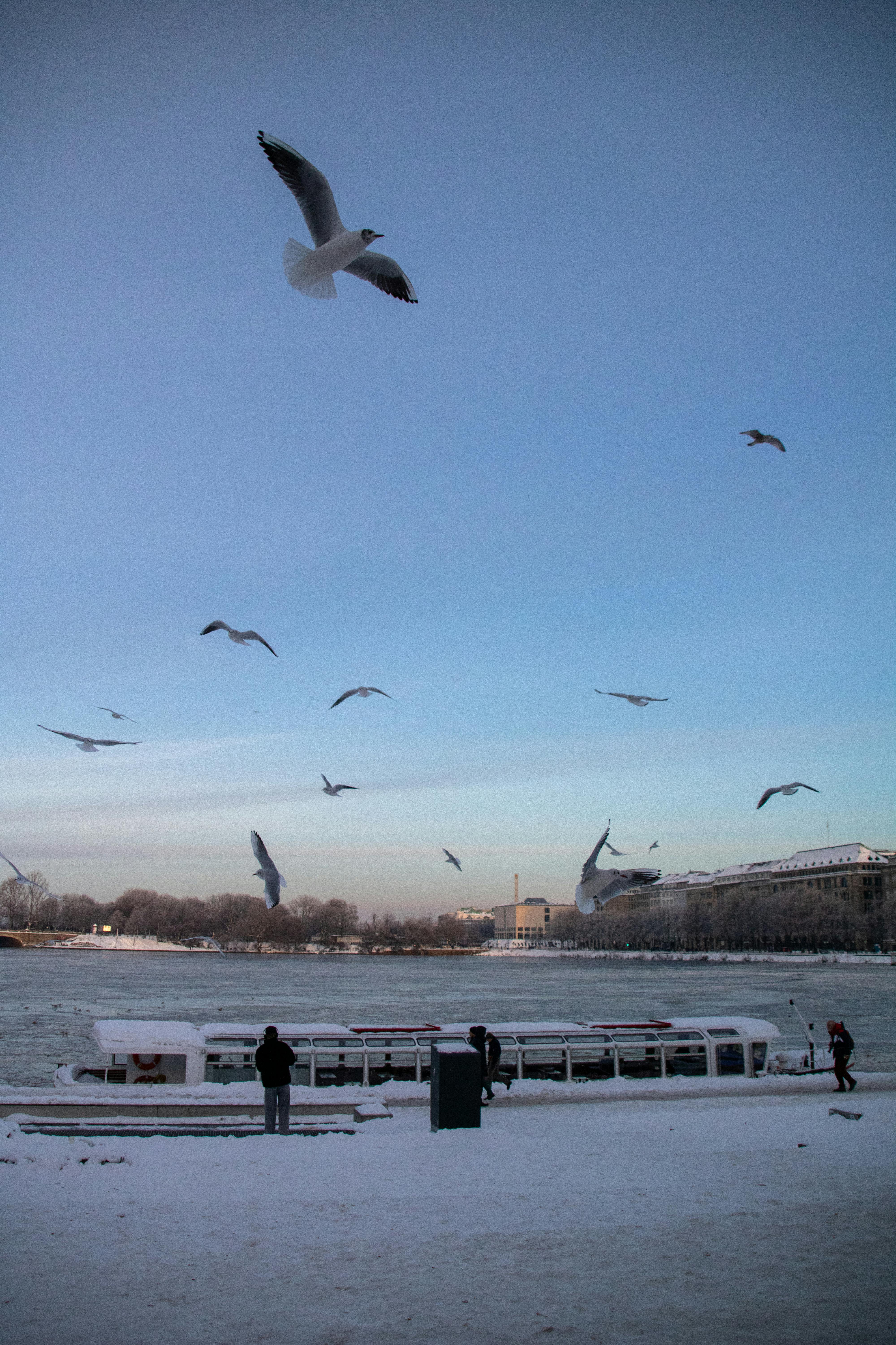 Free Seagulls flying over a snowy lakeside in Hamburg during winter, showcasing serene winter beauty. Stock Photo