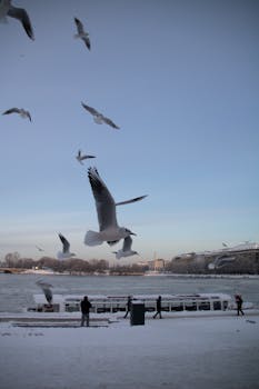 Seagulls flying over a snow-covered Alster Lake in Hamburg during winter, with people and blue sky.