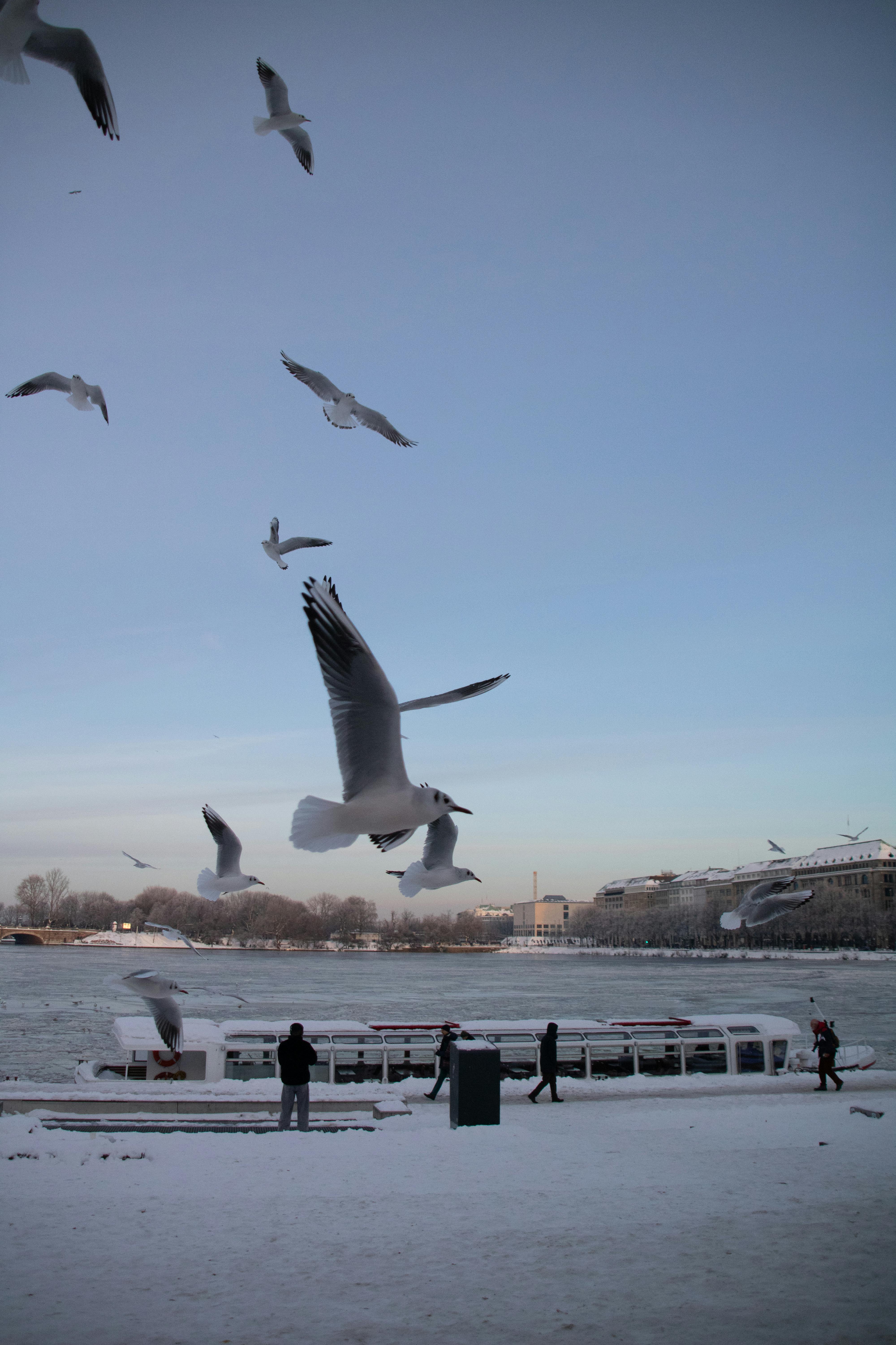 Free Seagulls flying over a snow-covered Alster Lake in Hamburg during winter, with people and blue sky. Stock Photo