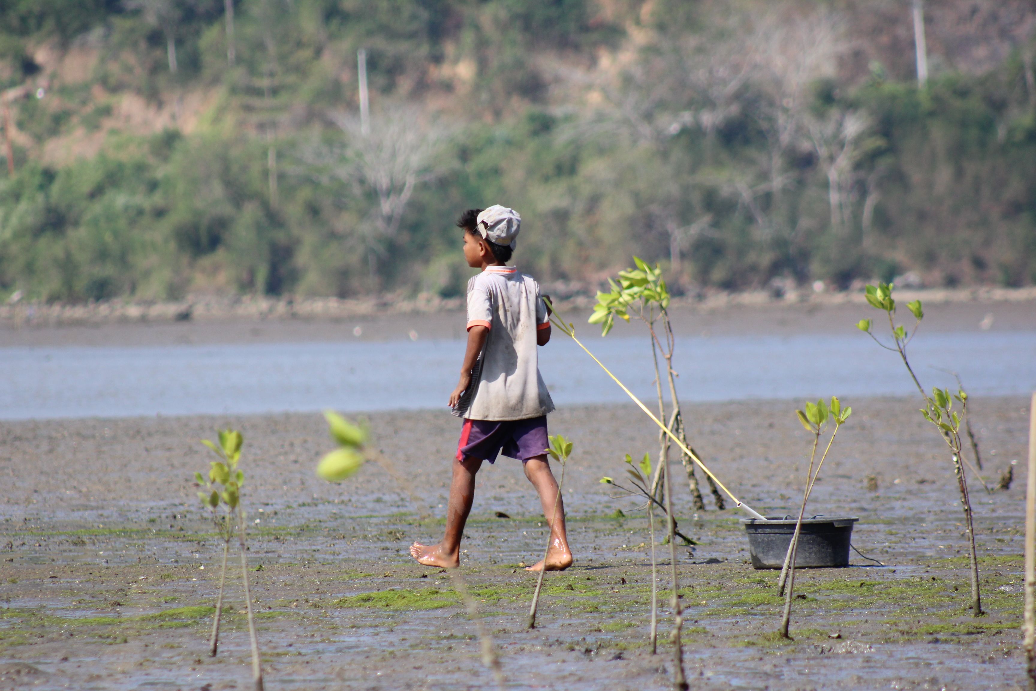 A local man plants mangroves on a sunny day in Nusa Tenggara Barat, Indonesia.