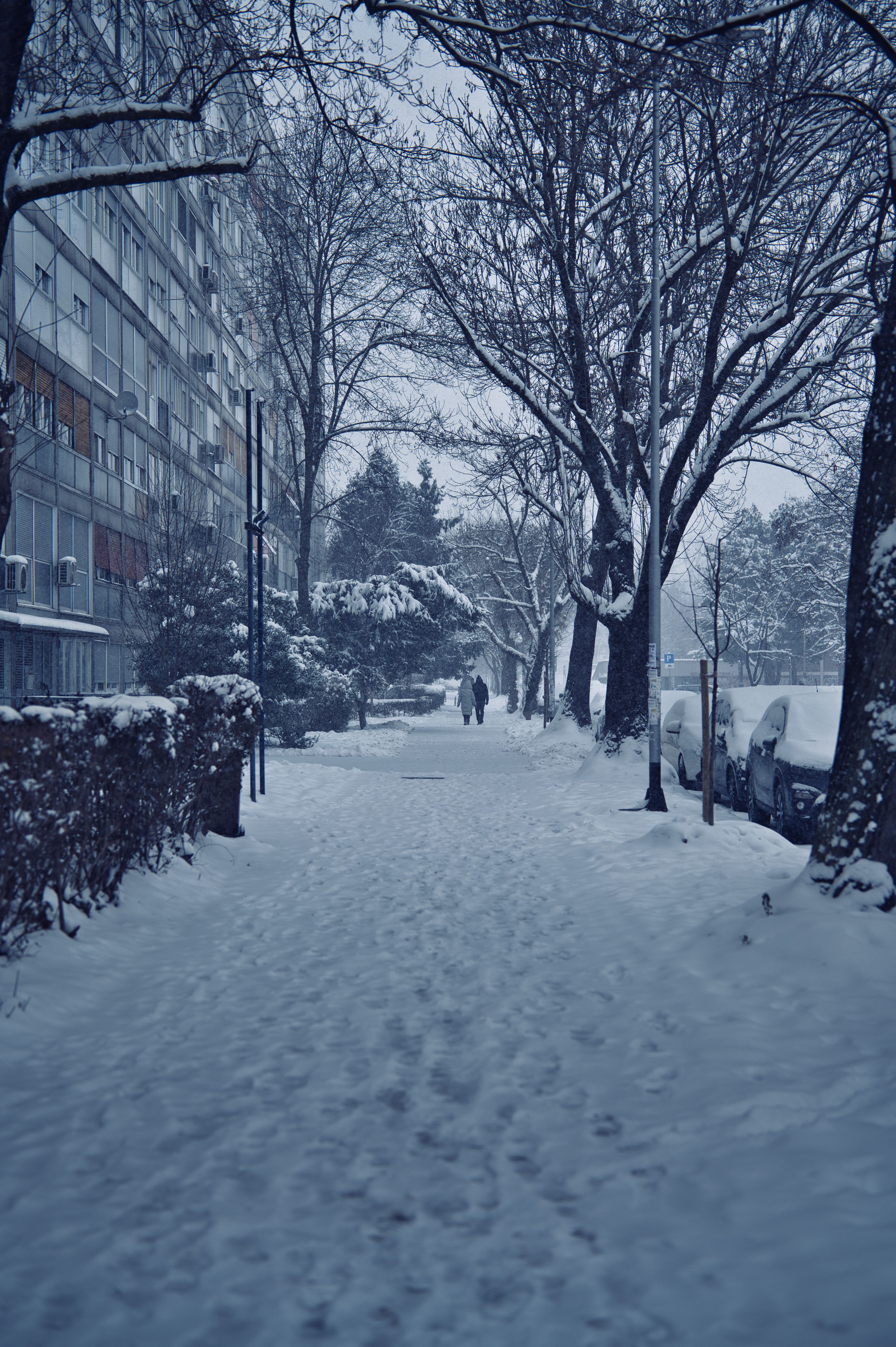 A snowy urban street lined with trees and buildings during winter, capturing a serene cityscape.