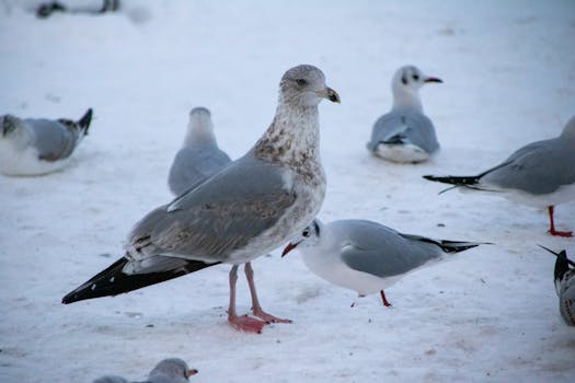 A group of seagulls gathered on a snowy surface in Hamburg, Germany during winter.
