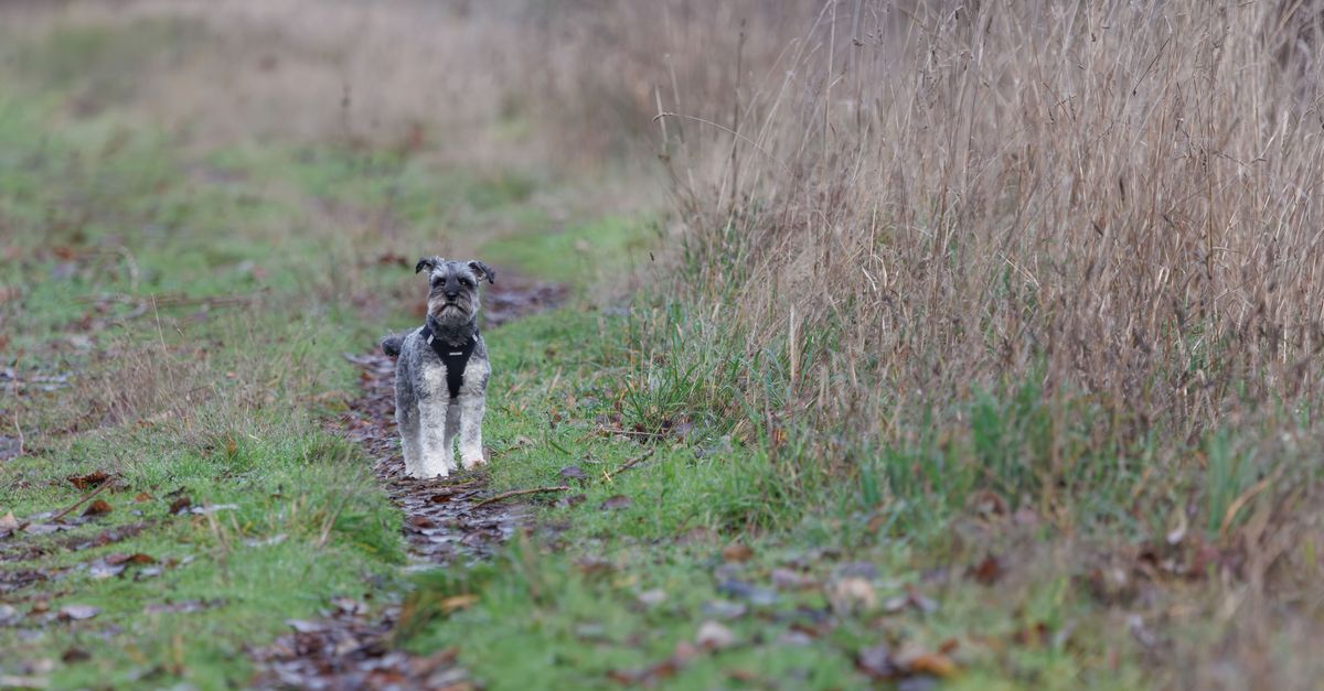 Miniature Schnauzer