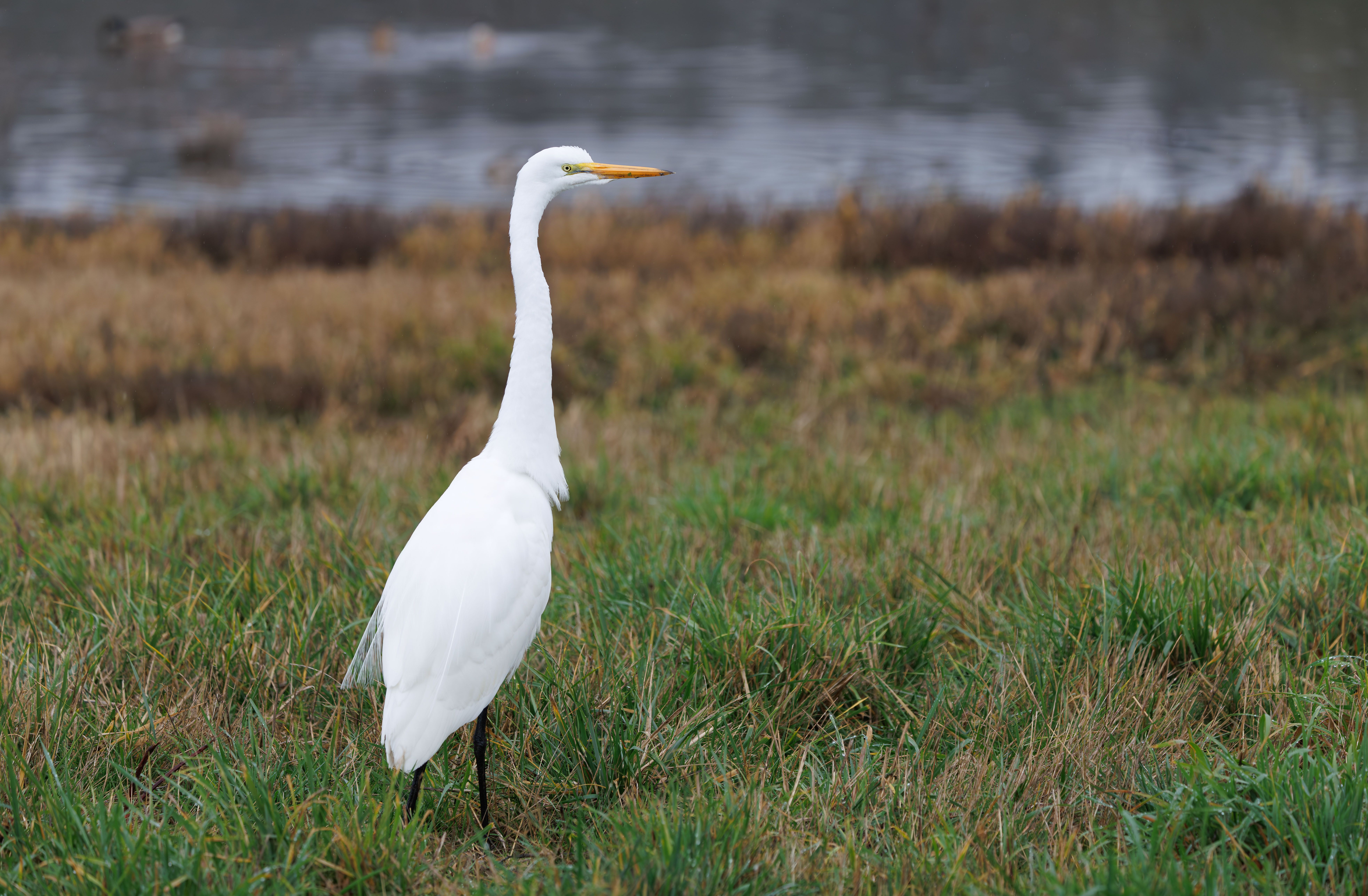 A Great Egret (Ardea alba) stands gracefully in a wetland. Ideal for nature and wildlife themes.