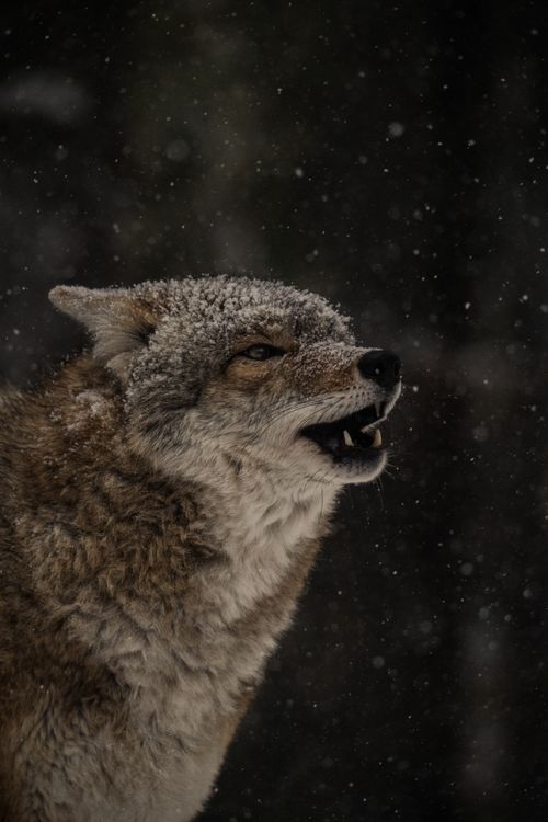 Free A coyote in a winter landscape, showcasing the wild beauty of nature. Stock Photo