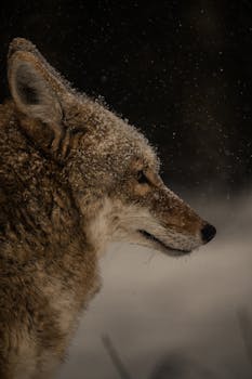 A coyote in a snowy landscape, highlighting its natural fur in the cold outdoors.