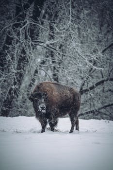 Majestic bison stands in a snowy forest, capturing winter's serene beauty.