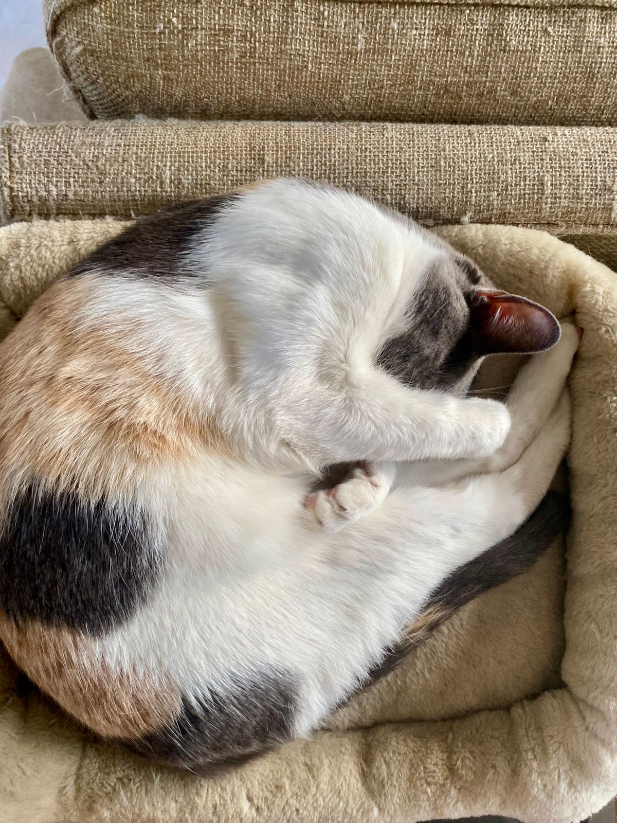 Calico cat curled up in a soft comfortable pet bed