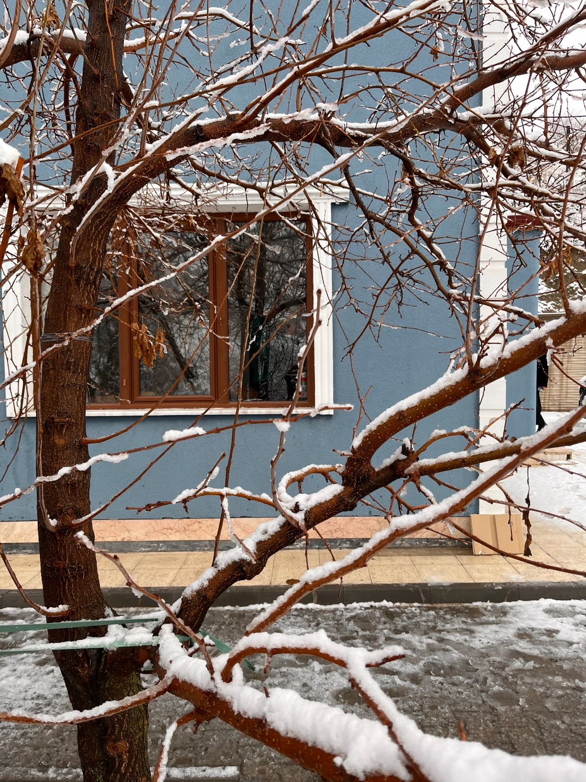 Snow-covered bare tree branches in front of a blue house on a cold winter day