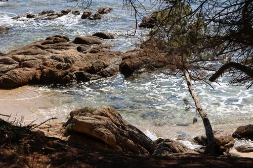 Free Scenic view of a rocky beach, clear water, and overhanging tree. Stock Photo