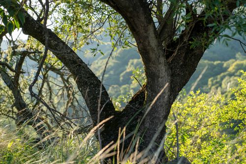 Free A tranquil view of a tree overlooking the lush green hills in Ascochinga, Córdoba, Argentina. Stock Photo
