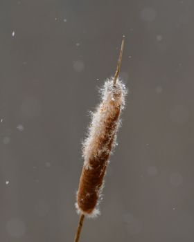 Close-up of a cattail surrounded by snowflakes in Canonsburg, Pennsylvania.