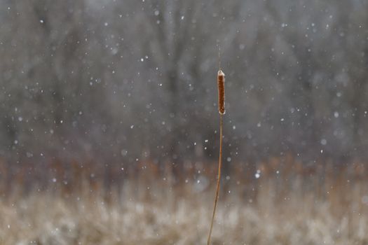 Captivating winter scene with a single cattail surrounded by falling snowflakes in Canonsburg, Pennsylvania.