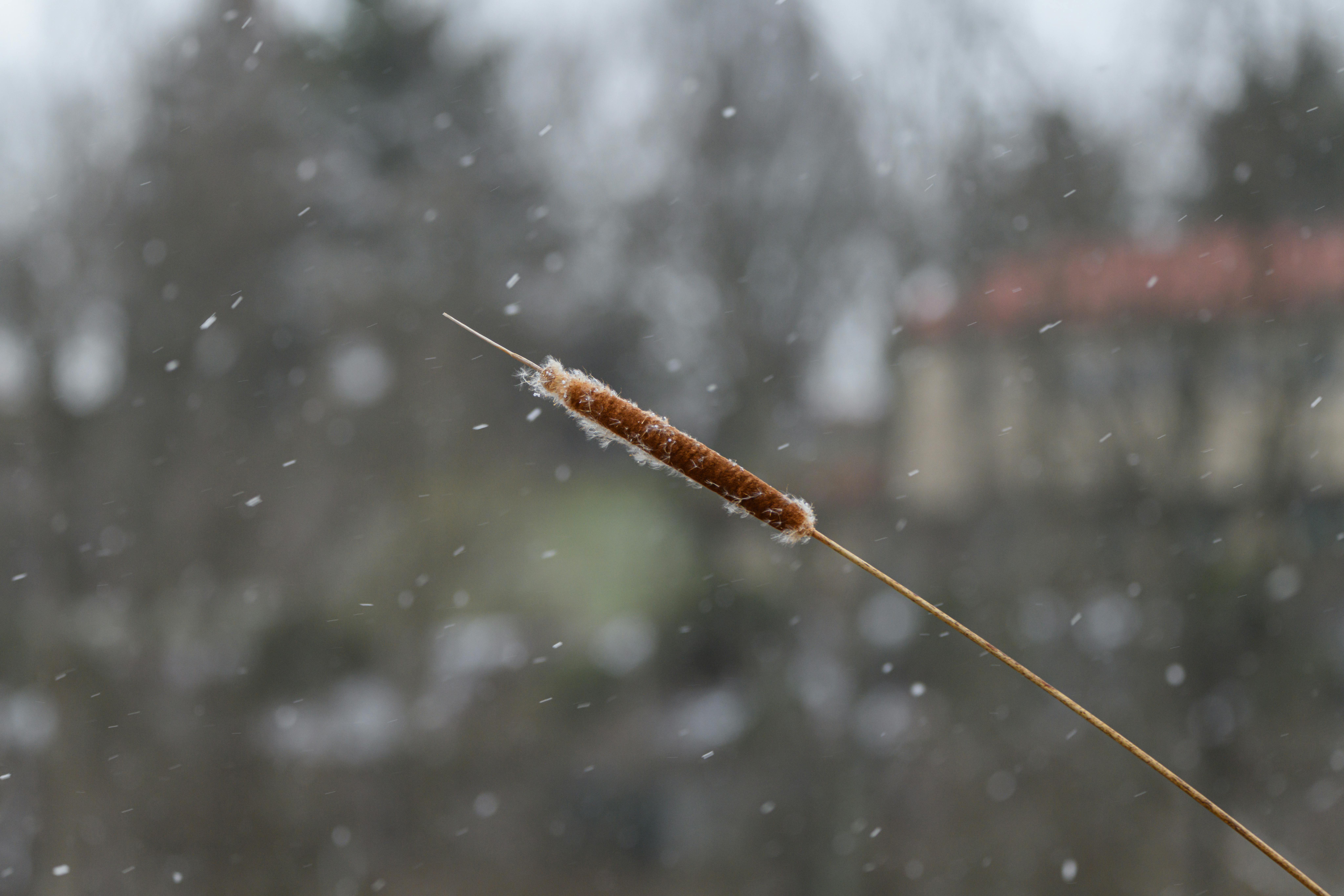 A cattail covered in snowflakes during a winter snowfall in Canonsburg, Pennsylvania.