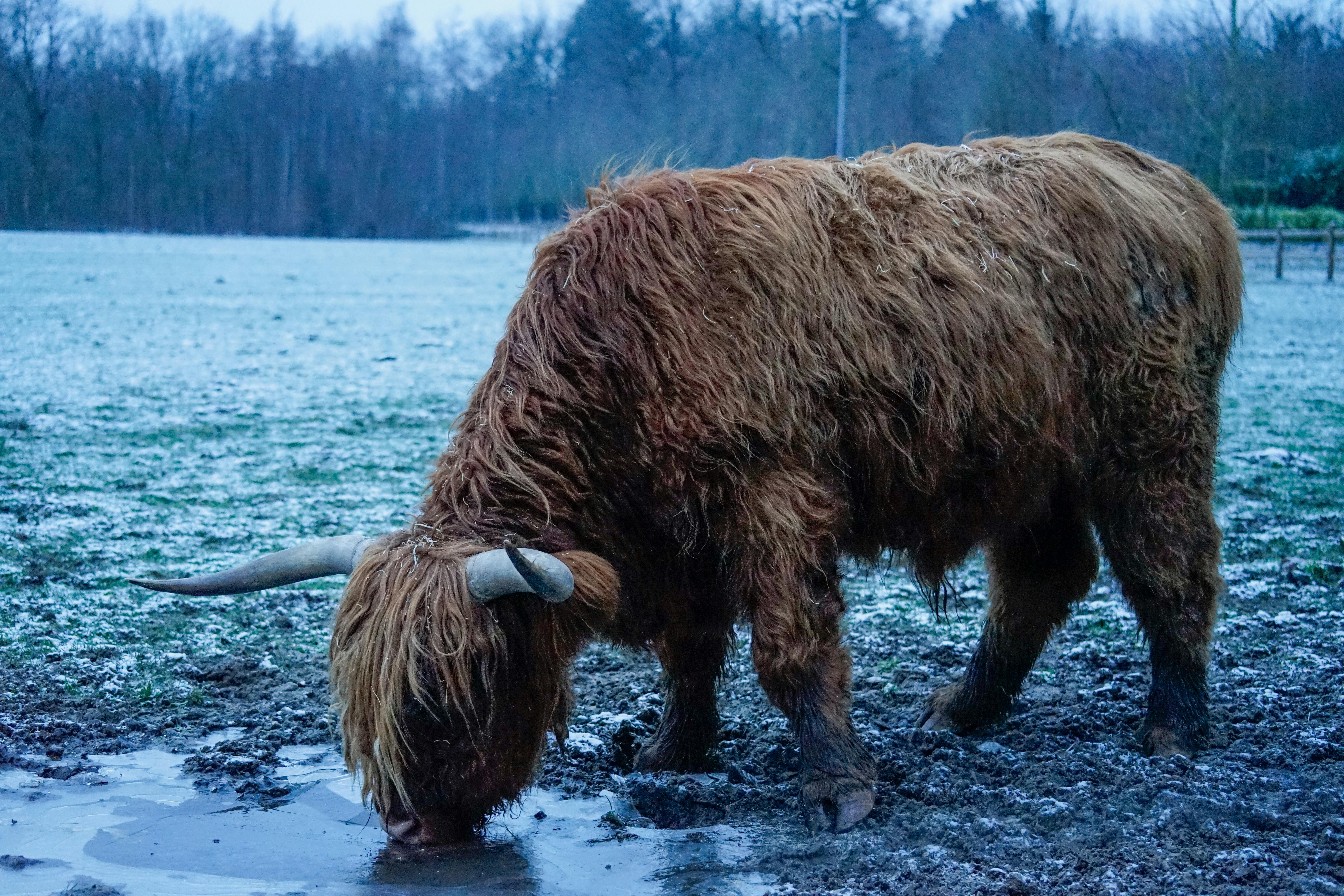 Gratuit Une vache des Highlands, au pelage long et hirsute, boit de l'eau dans un pâturage enneigé et hivernal. Photos