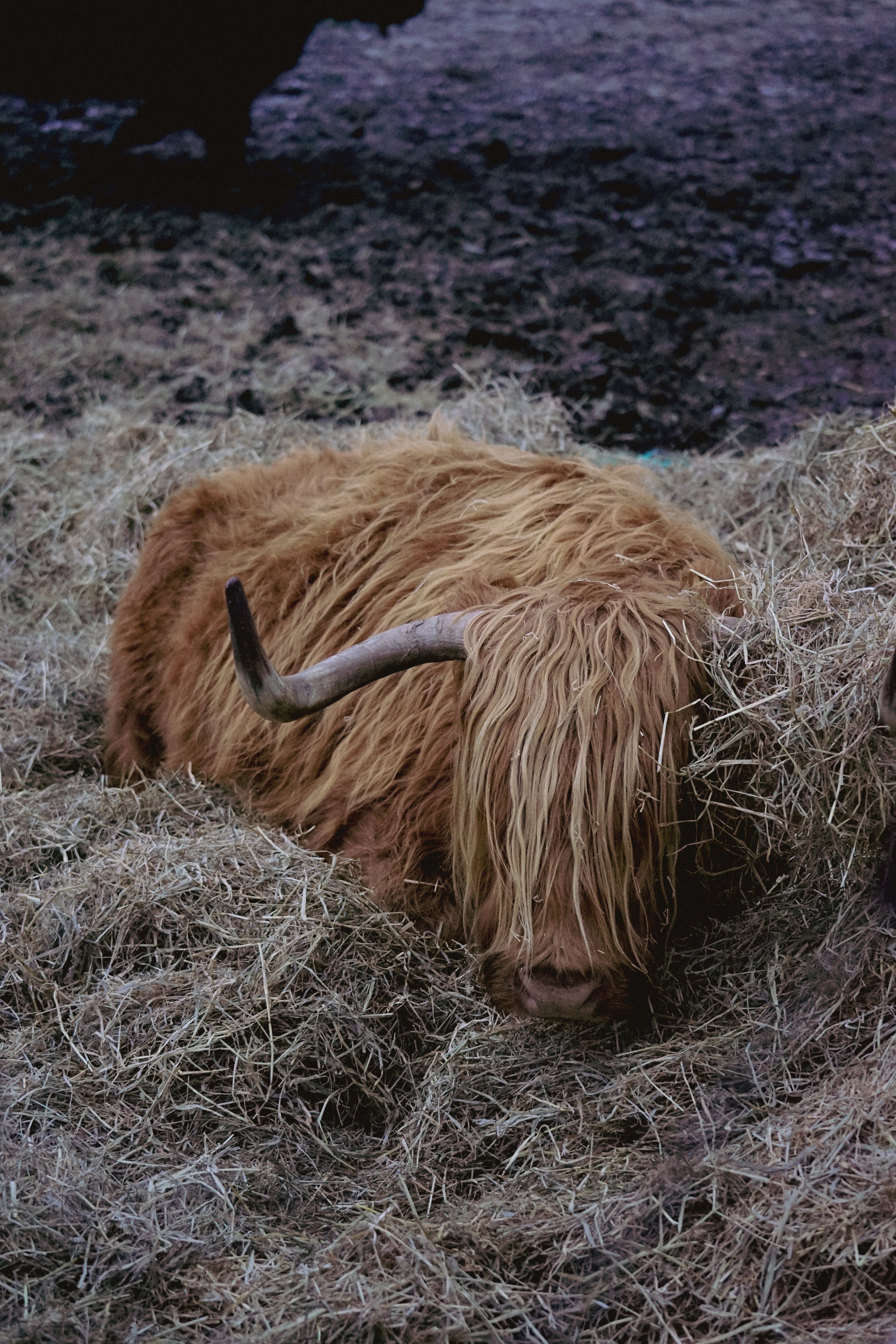 Highland Cow Resting on Hay Outdoors · Free Stock Photo