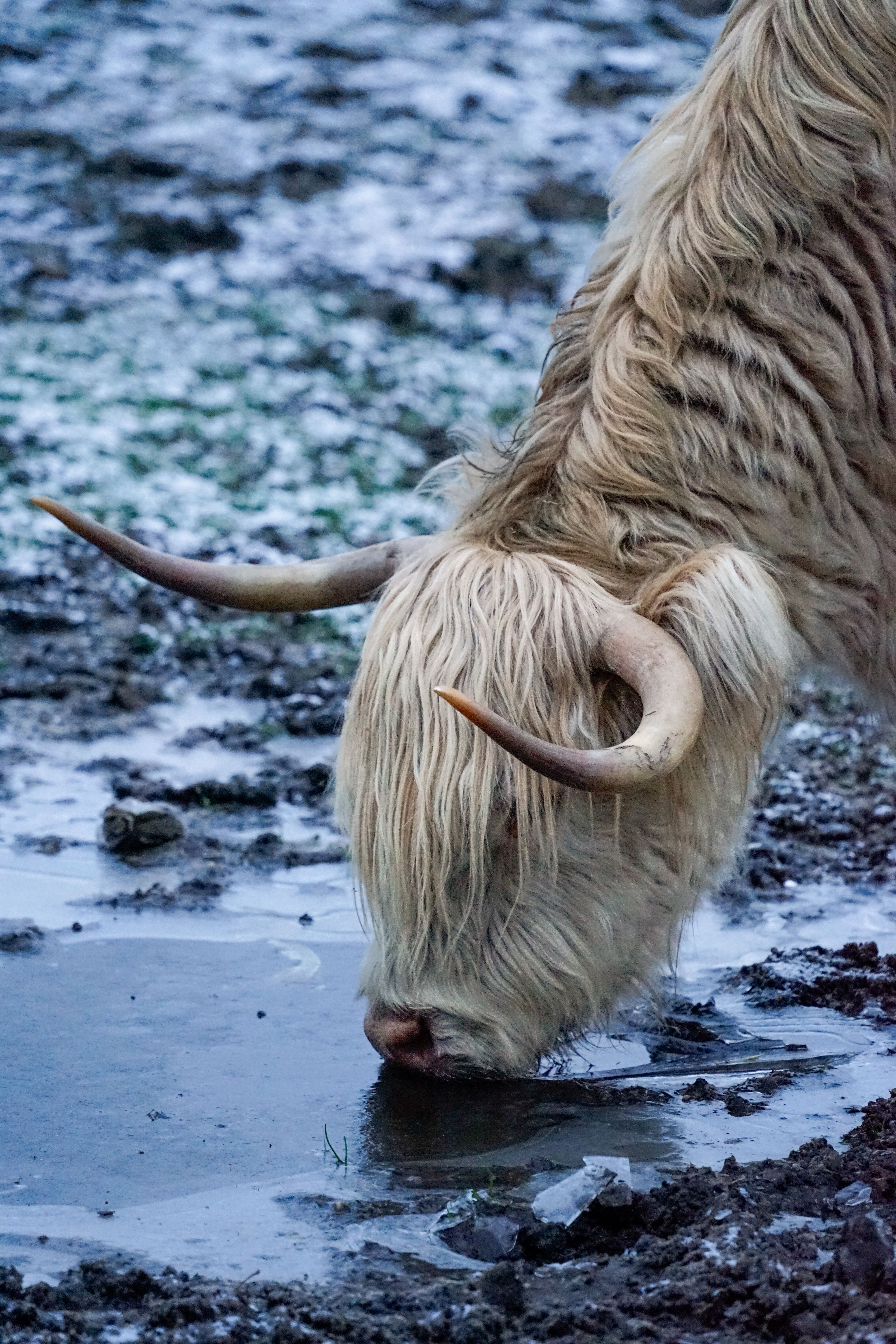 Highland Cow Drinking Water in Winter Landscape · Free Stock Photo