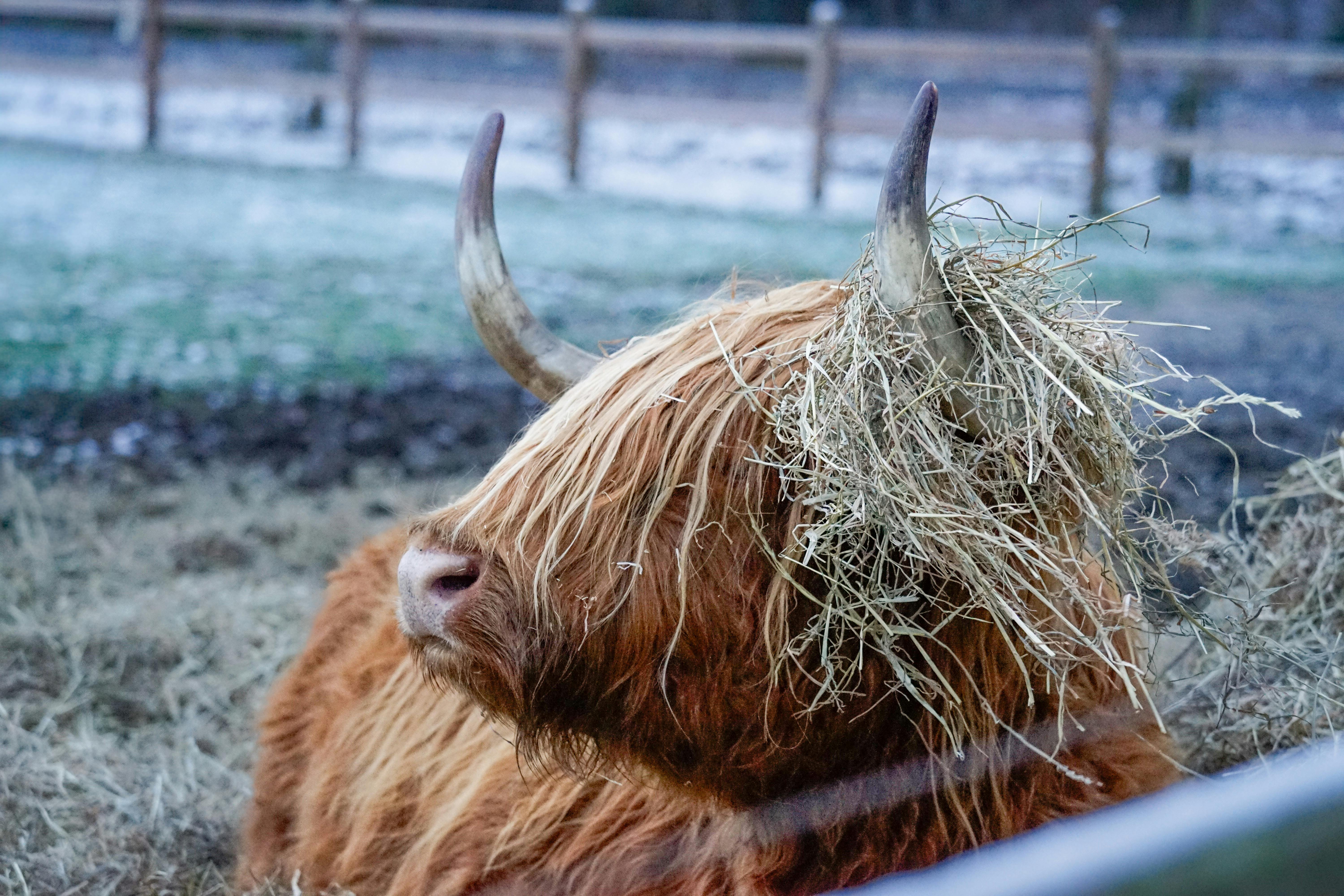 Gratuit Une vache des Highlands se repose à l'extérieur, des brins de foin sur les cornes, dans un pâturage gelé. Photos
