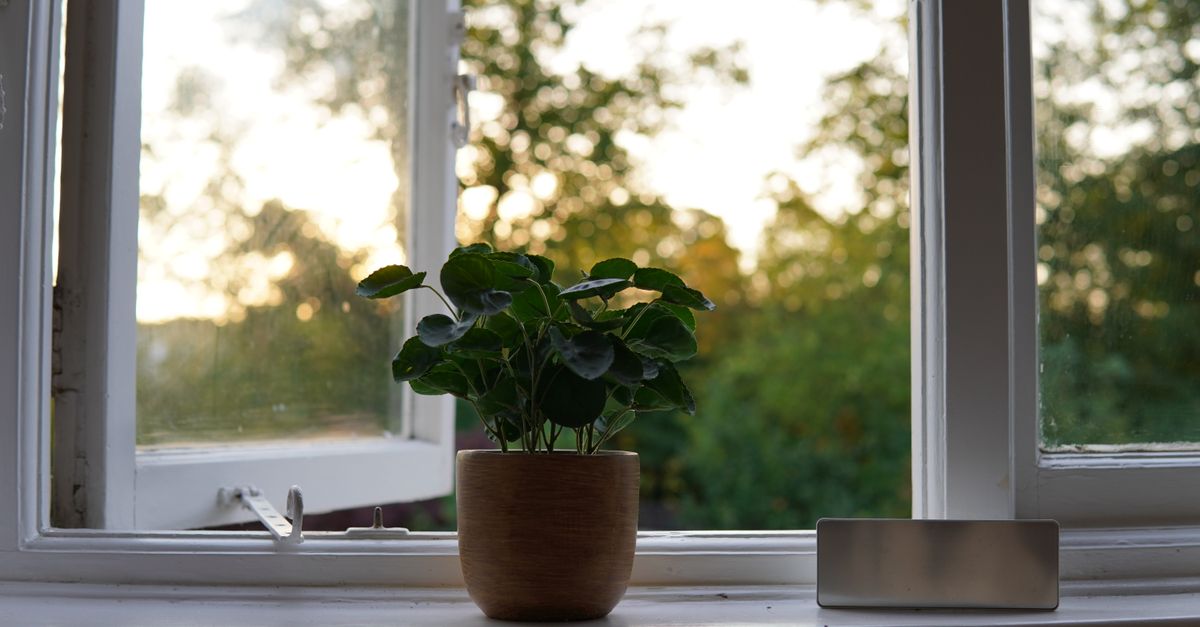 Uma planta verde exuberante em um vaso está na janela com uma vista cênica do exterior ao amanhecer.