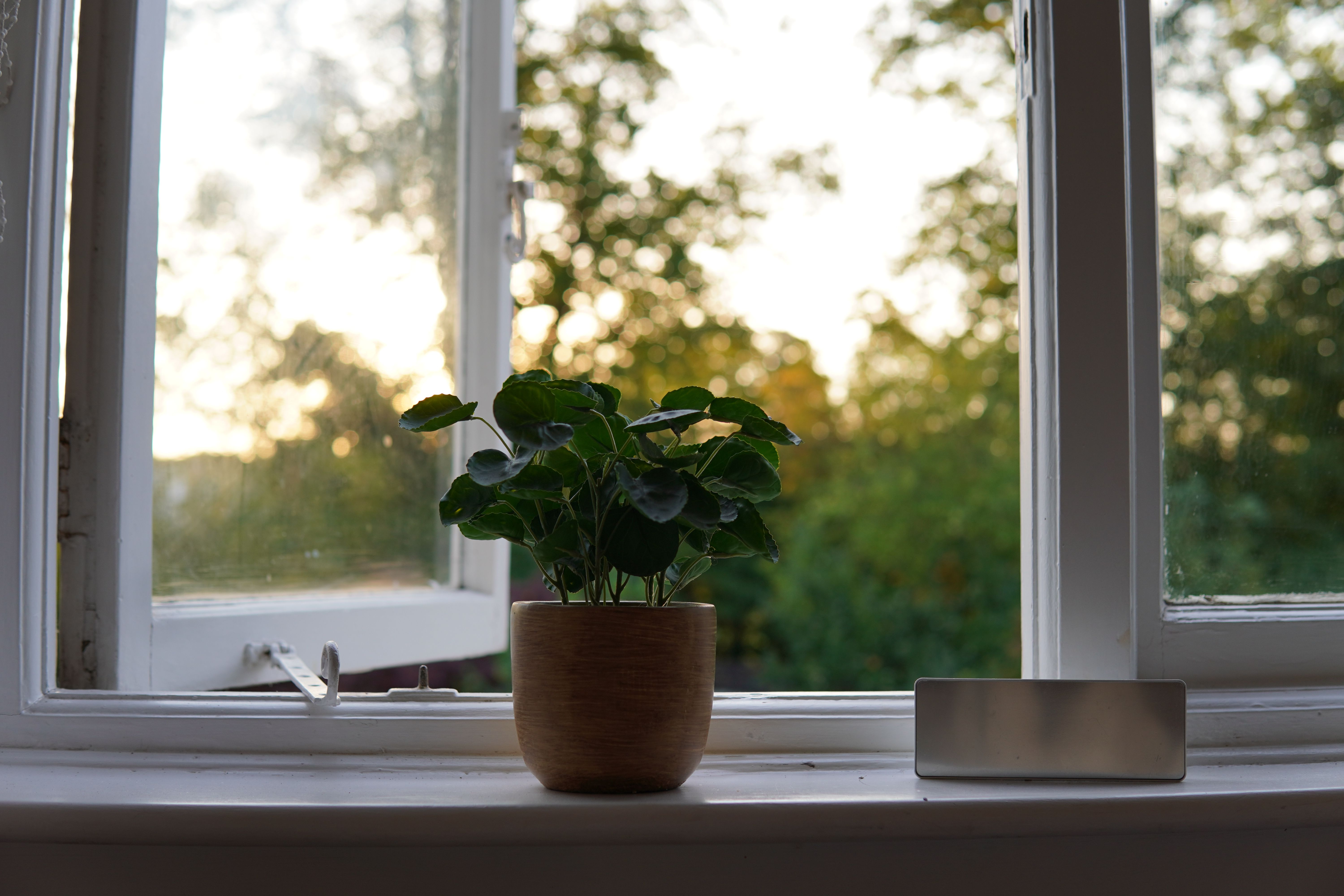 Potted Plant on Windowsill with Scenic View · Free Stock Photo