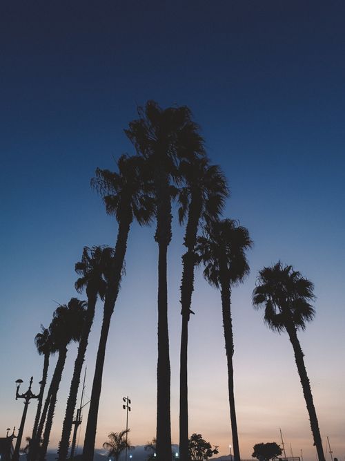 Free Silhouetted palm trees stand majestically against a serene twilight sky, capturing the essence of a peaceful evening. Stock Photo