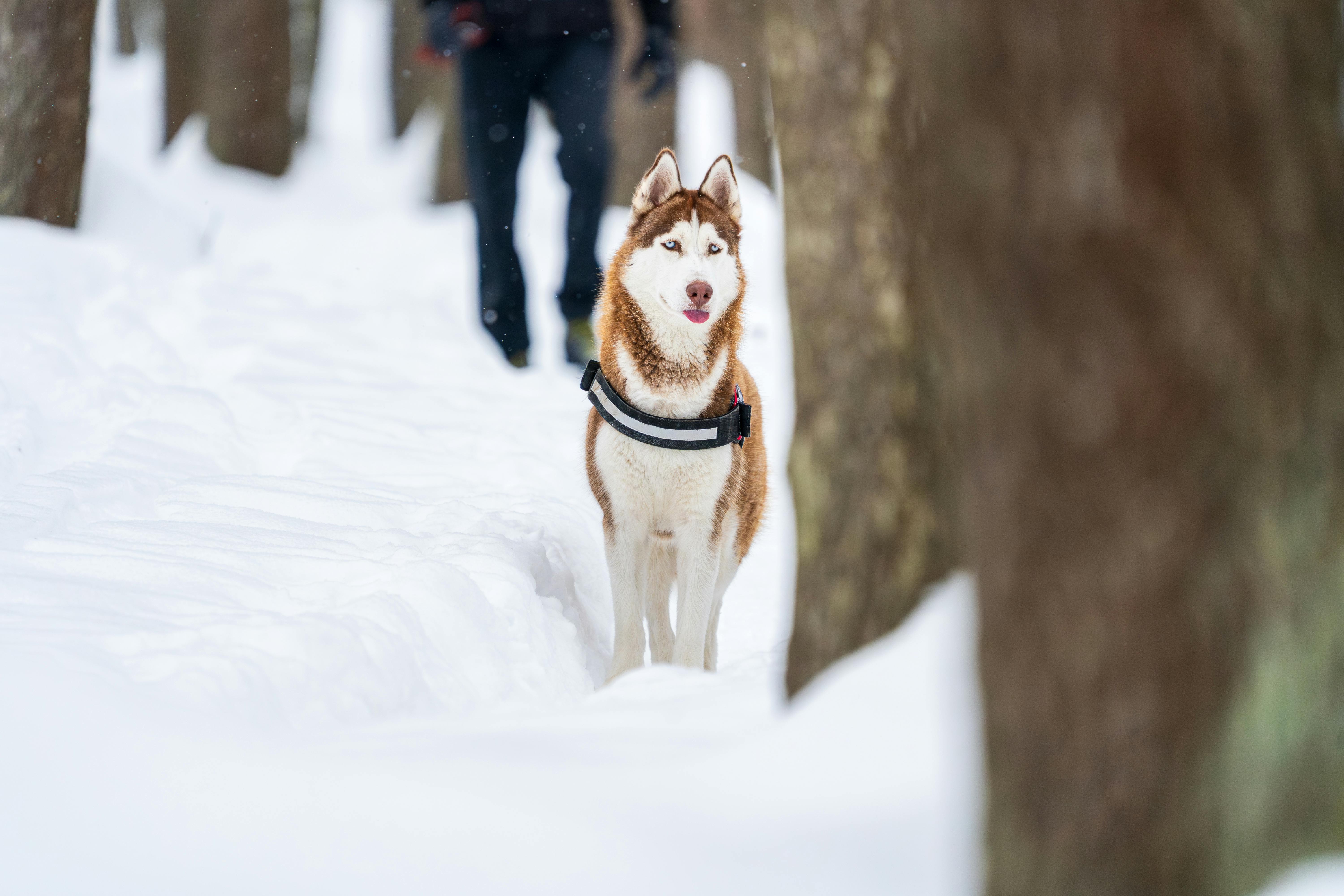 pexels-photo-35626413.jpeg?auto=compress&cs=tinysrgb&h=650&w=940