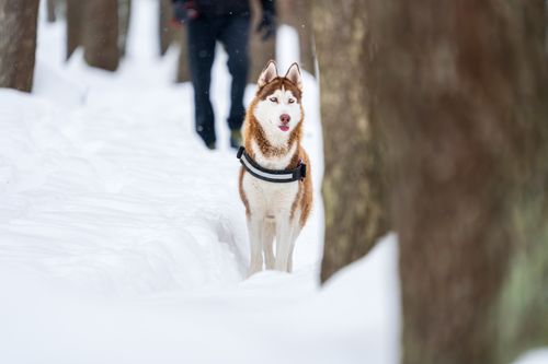 Free A Siberian Husky stands alert in a snowy winter forest, surrounded by trees. Stock Photo