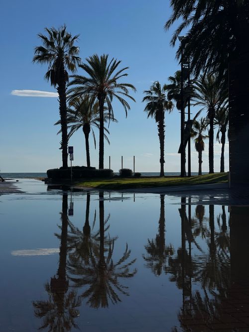 Free Silhouette of palm trees reflected in water by the beach, clear blue sky. Stock Photo