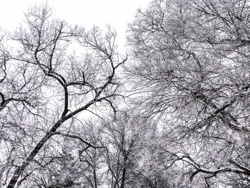 Free Captivating view of hoarfrost covered trees against a bright sky, showcasing the serene beauty of winter. Stock Photo