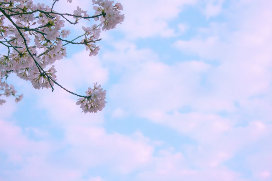 Beautiful cherry blossoms against a clear blue sky depicting a serene spring day.
