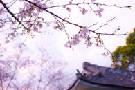 春天，精致的樱花枝映衬着传统的日本屋顶