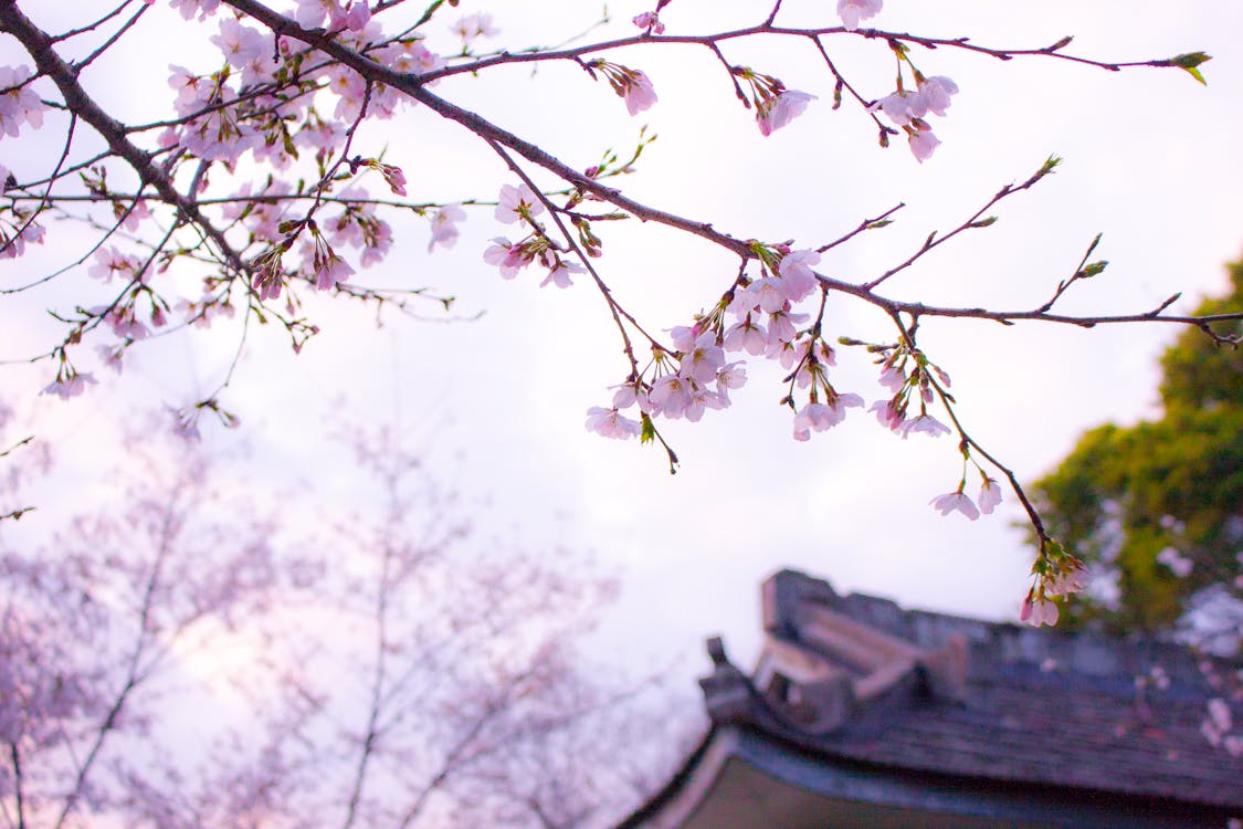 Δωρεάν στοκ φωτογραφιών με sakura, άνθος κερασιάς, δέντρα Φωτογραφία από στοκ φωτογραφιών