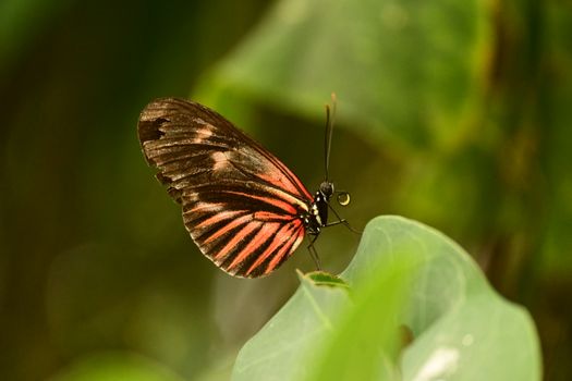 A vibrant Heliconius butterfly resting delicately on a leaf, showcasing its striking colors.