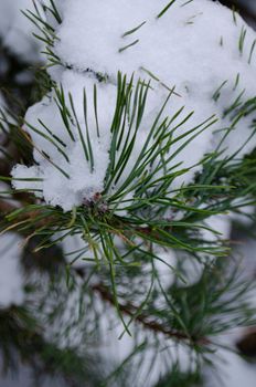 Detailed view of pine needles with snow, capturing the essence of winter foliage.