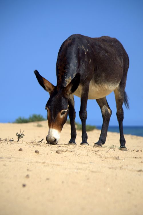 Free A curious donkey grazing on a sandy beach under the clear blue sky of As Sifah, Oman. Stock Photo