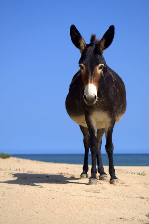 Free Donkey standing on the sandy shores of As Sifah Beach under the bright sun. Stock Photo