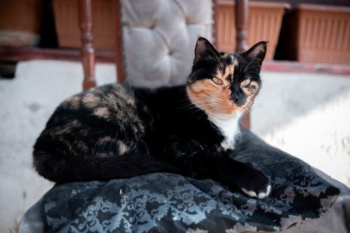 Free A calm calico cat lounges on a cushioned chair outdoors in Afyonkarahisar, Türkiye. Stock Photo