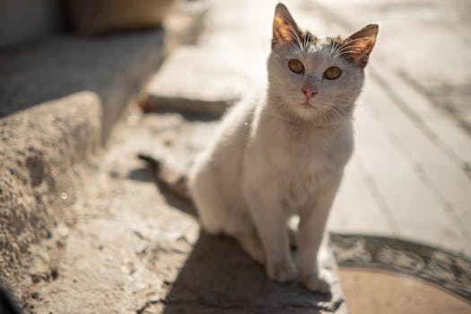 A cute cat sitting on sunlit steps in Afyonkarahisar, Türkiye.