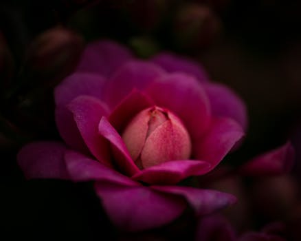 Close-up of a vibrant pink rose blooming in soft light, showcasing delicate petals.