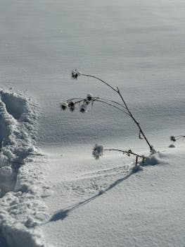 Free stock photo of icy cold, snow, snowflake