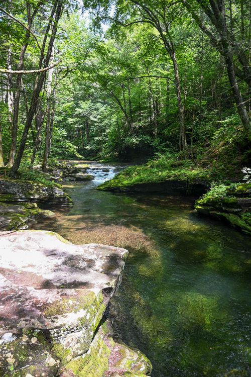 Free A tranquil stream flows through a lush green forest creating a peaceful natural scene. Stock Photo