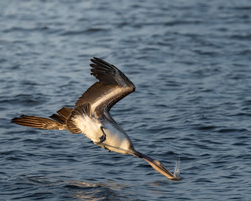 【潛點完全攻略】朗島(蘭嶼)- 原始海域的純淨體驗:探索達悟文化的蔚藍瑰寶