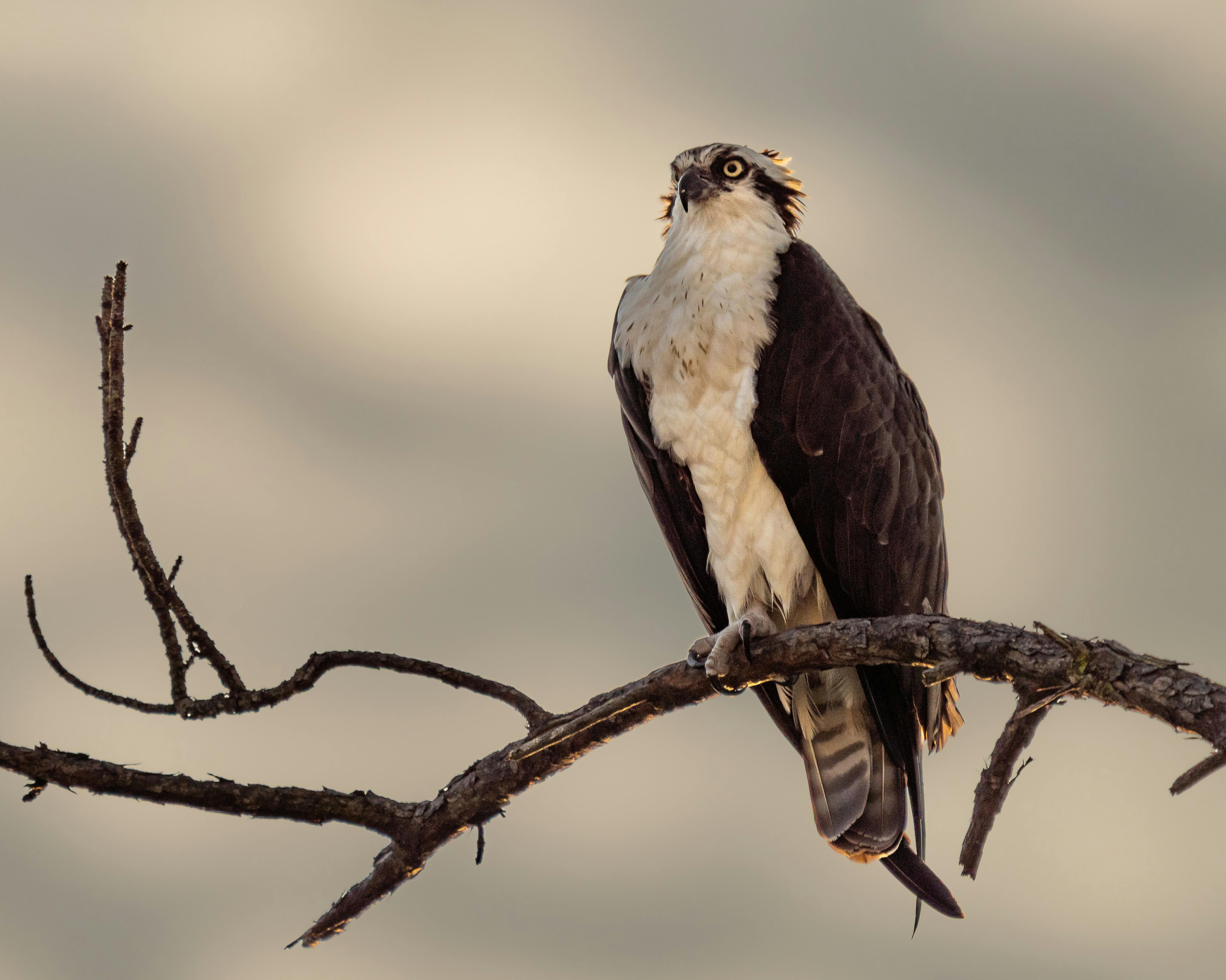 Durability ​Meets Functionality: ⁤Materials and Design Features of the Osprey Atmos AG