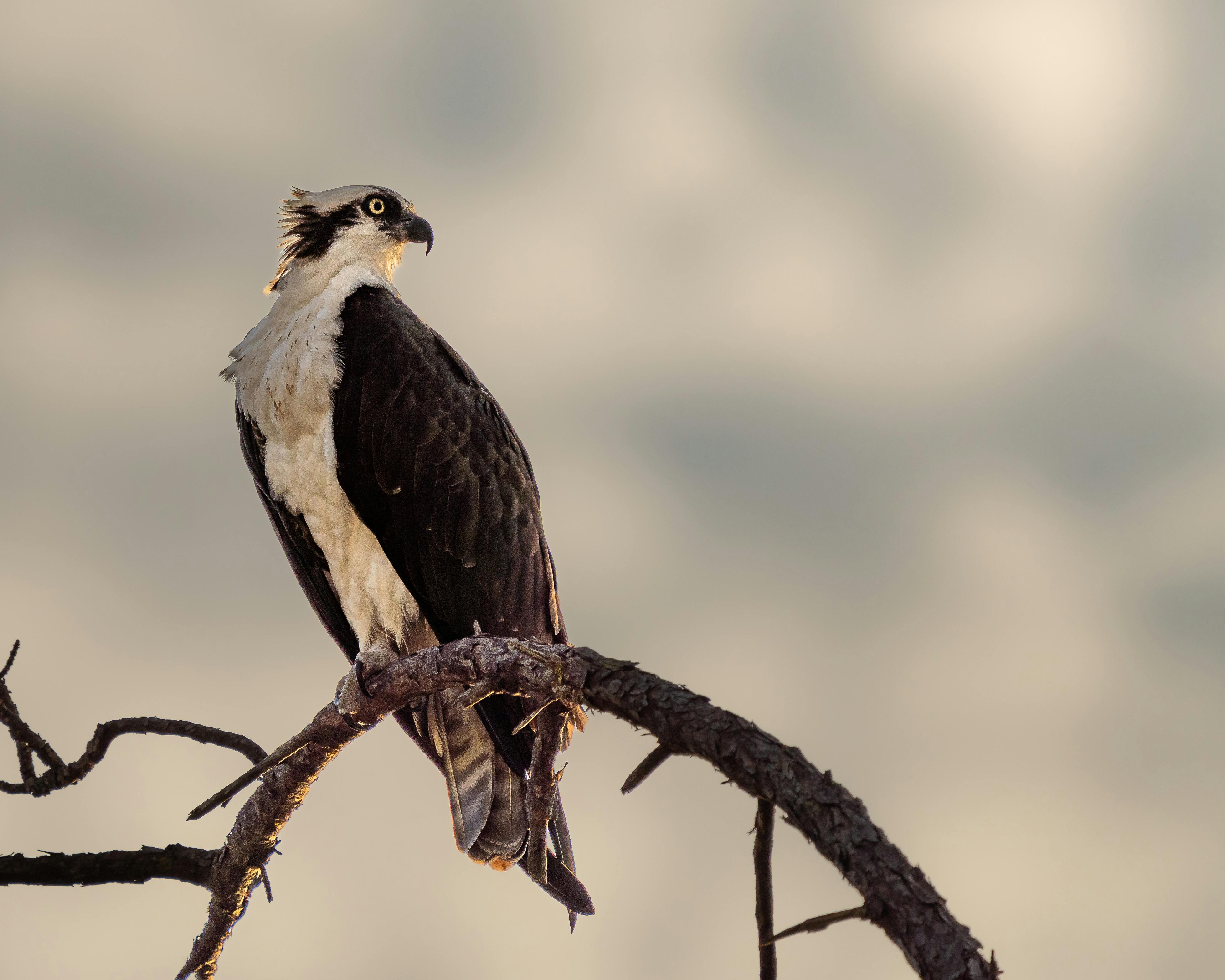 Exploring the ‌Iconic ​Features of‍ the⁤ Osprey ⁢atmos AG