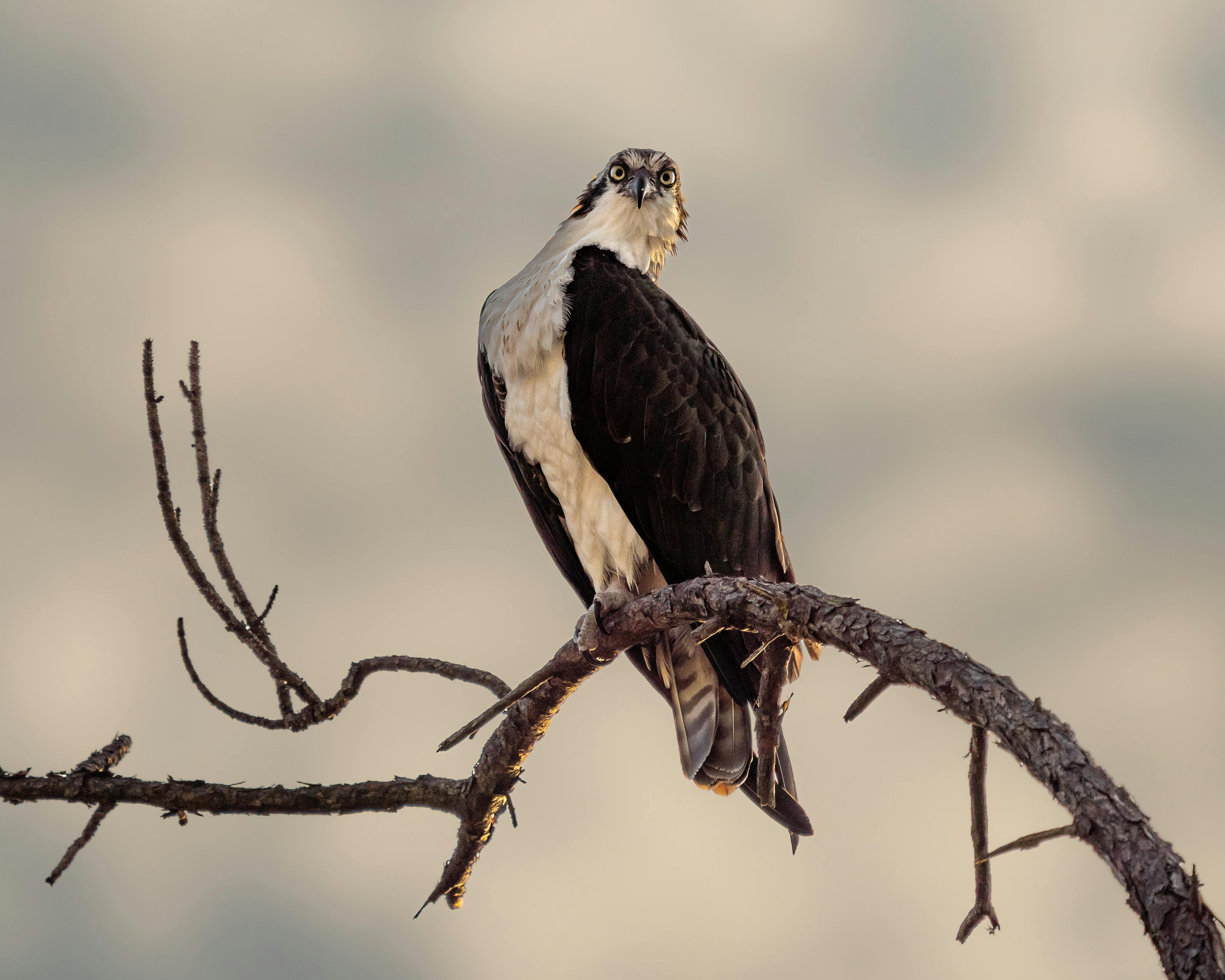 Best Travel Backpack - Osprey Atmos AG 65 Review